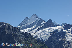 F100605: Schreckhorngruppe von NNW