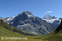 F100623: Scheideggwetterhorn, Wetterhorn (Nordwände), Lauteraarhorn, Schreckhorn, Klein Schreckhorn