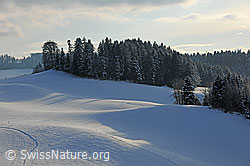 F104388: Schneebedeckte, sanft gewellte Hügellandschaft und verschneiter Wald