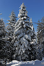F104508: Verschneite Tanne im Winterwald