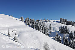 F104624: Frisch verschneite Tannen in schneebedeckter Hügellandschaft