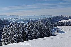 F104655: Verschneiter Wald in schneebedeckter Hügellandschaft