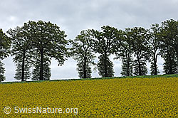 F106702: Baumreihe mit Eichen und Rapsfeld