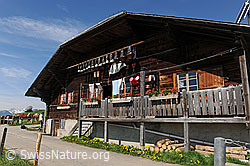 F107247: Alpbetrieb im Simmental