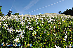 F107362: Weisse Berg-Narzisse (Narcissus radiiflorus)