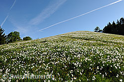 F107363: Weisse Berg-Narzisse (Narcissus radiiflorus)
