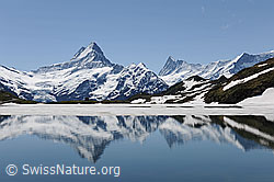 F108219: Spiegelung von Schreckhorn und Finsteraarhorn im Bachalpsee