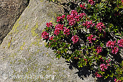 F109758: Alpenrosen