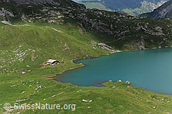 F110513: Grüne Alweiden und Alphütte am Ufer des Iffigsee