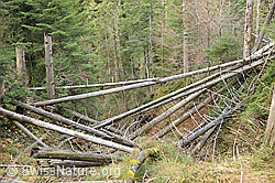 F114967: Fallholz