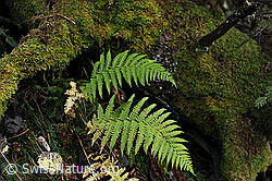 F114978: Farn