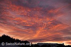 F115339: Morgenstimmung mit kräftigem Morgenrot über der Schrattenfluh