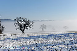 F115576: Bäume im Nebel