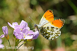 Aurorafalter (Anthocharis cardamines), Männchen (F117141)