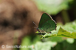 Foto: Brombeer-Zipfelfalter (Callophrys rubi)