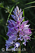 F117713: Helm-Knabenkraut (Orchis militaris)
