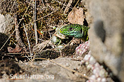 F117768: Smaragdeidechse (Lacerta bilineata)