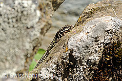 F117774: Mauereidechse (Podarcis muralis) auf Felsblock