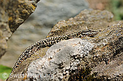 F117776: Mauereidechse (Podarcis muralis) auf Felsblock
