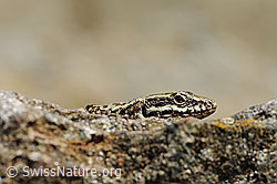 F117788: Mauereidechse (Podarcis muralis)