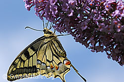 Hornissenschwebfliege (Volucella zonaria) auf Sommerflieder (Buddleja davidii)