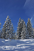 F127250: Frisch verschneiter Bergwald