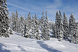 F127260: Tief verschneiter Tannenwald