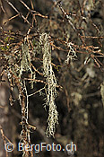 F127841: Flechte
