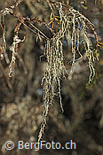 F127844: Flechte