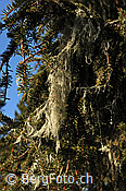 F127865: Flechte