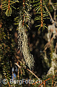 F127868: Flechte