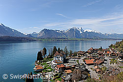 F128241: Gunten, Stockhorn und Thunersee