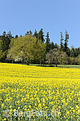 F128677: Blühendes Rapsfeld