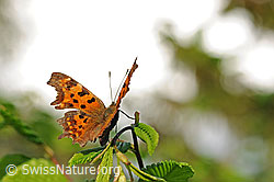 C-Falter (Polygonia c-album) (F129139)