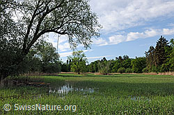 F129182: Geflutete Auenlandschaft an der Aare