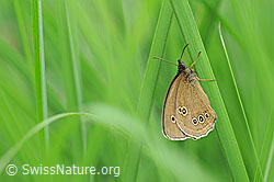Photo: Aphantopus hyperantus