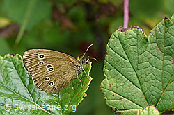 Photo: Aphantopus hyperantus