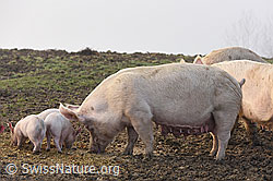 F136317: Schweine und Ferkel in natürlicher Umgebung