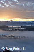 F136354: Morgenstimmung mit Baumreihe an der Nebelgrenze