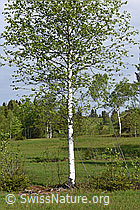 F138080: Moor-Birke (Betula pubescens)
