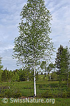F138085: Moor-Birke (Betula pubescens)