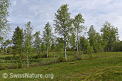 F138086: Moor-Birken (Betula pubescens)