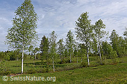 F138087: Moor-Birken (Betula pubescens)