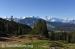 F138404: Berner Alpen vom Hohgantgebiet