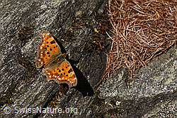 F138676: C-Falter (Polygonia c-album) auf Fels
