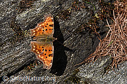 F138677: C-Falter (Polygonia c-album) auf Fels
