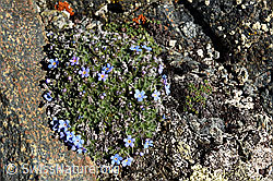 F140340: Himmelsherold (Eritrichium nanum)