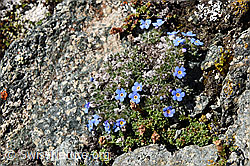 F140341: Himmelsherold (Eritrichium nanum)