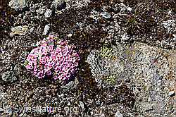 F140346: Rundes Polster vom Alpen-Mannsschild
