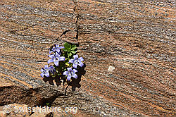 F140861: Glockenblume in Felsritze